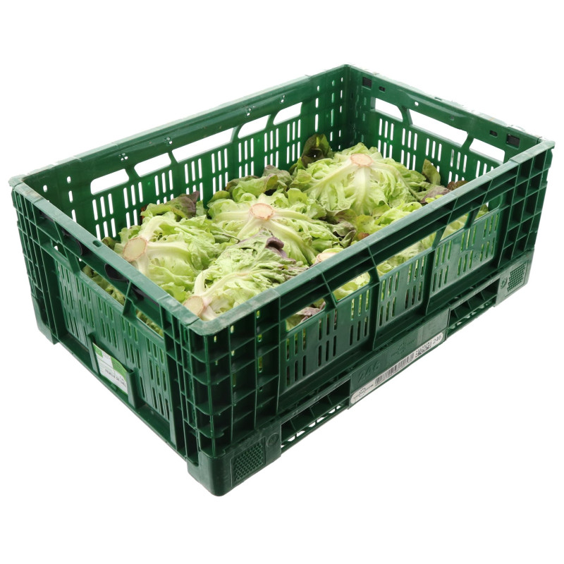 BIO SALADE FEUILLE CHENE ROUGE MOSELLE 6PCS